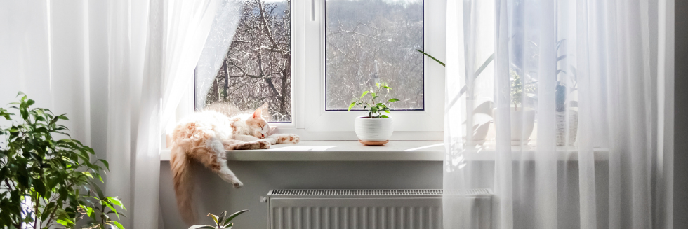 Les meilleures plantes pour embellir votre véranda - JOBERTY